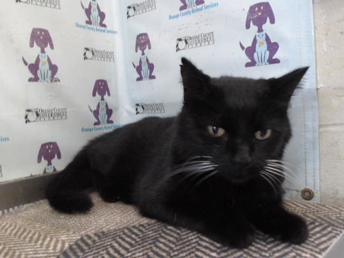 BUDDY, an adoptable Domestic Short Hair in Orlando, FL