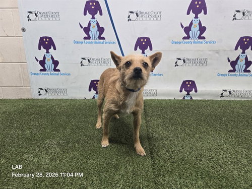 TITO, an adoptable Chihuahua in Orlando, FL