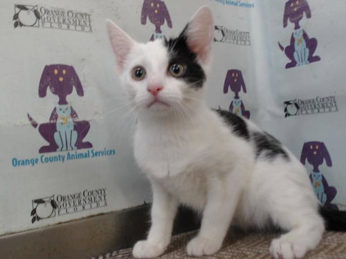 ORION, an adoptable Domestic Short Hair in Orlando, FL