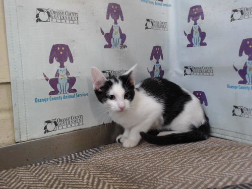 CELESTE, an adoptable Domestic Short Hair in Orlando, FL