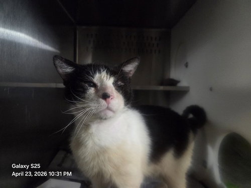 *KAPPA, Adult Domestic Short Hair (short coat), cat for adoption in Altamonte Springs, Florida