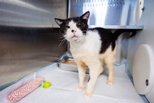 *KAPPA, an adoptable Domestic Short Hair in Orlando, FL