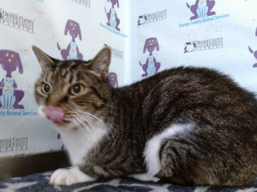 CLEO, Senior Domestic Short Hair (short coat), cat for adoption in St. Cloud, Florida