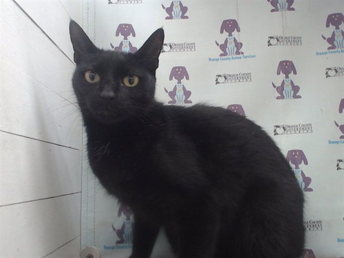 picture of the cat needing adoption