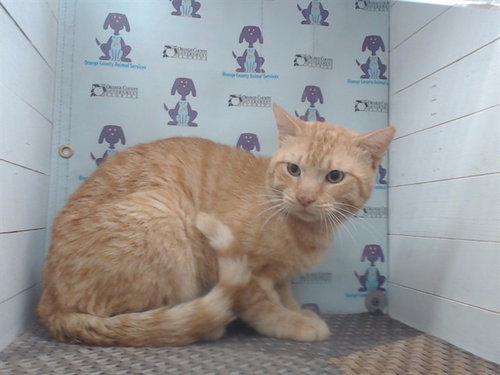 picture of the cat needing adoption