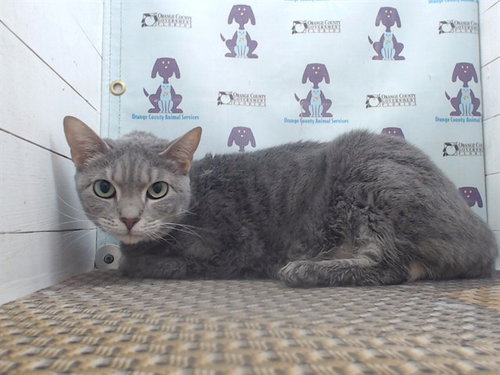 picture of the cat needing adoption
