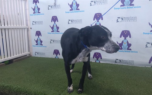 RAYA, an adoptable German Shorthaired Pointer in Orlando, FL