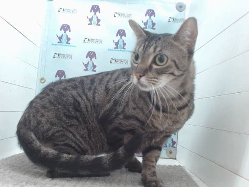 picture of the cat needing adoption