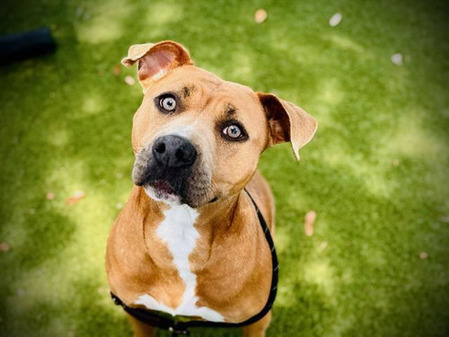ROSE, an adoptable Pit Bull Terrier in Orlando, FL