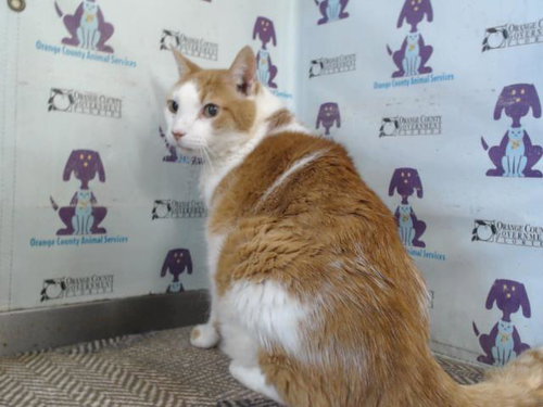 picture of the cat needing adoption
