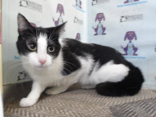 picture of the cat needing adoption