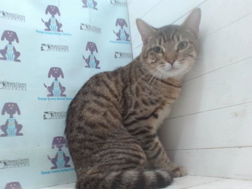 picture of the cat needing adoption