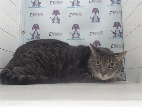 PRINCE, Adult Domestic Short Hair (short coat), cat for adoption in St. Cloud, Florida