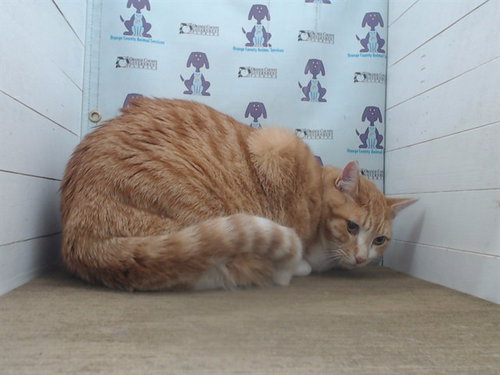 picture of the cat needing adoption