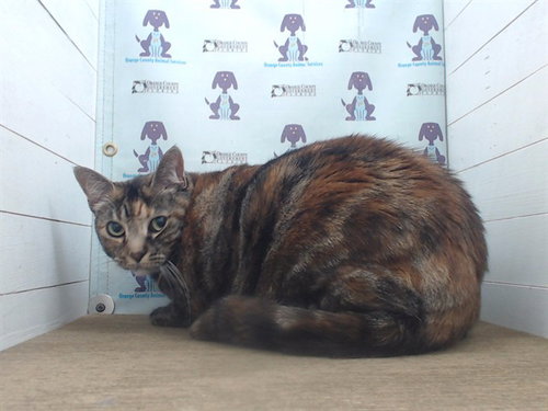picture of the cat needing adoption