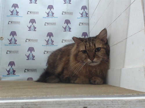 picture of the cat needing adoption