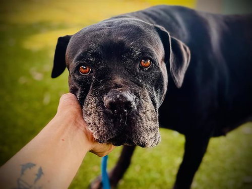 MARSHMALLOW, an adoptable Cane Corso Mastiff in Orlando, FL