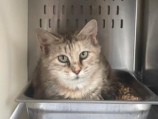picture of the cat needing adoption