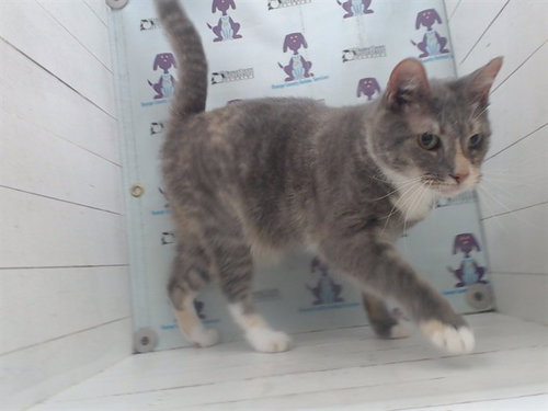 picture of the cat needing adoption