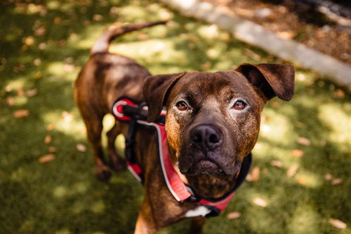 LUCKY, an adoptable Pit Bull Terrier in Orlando, FL