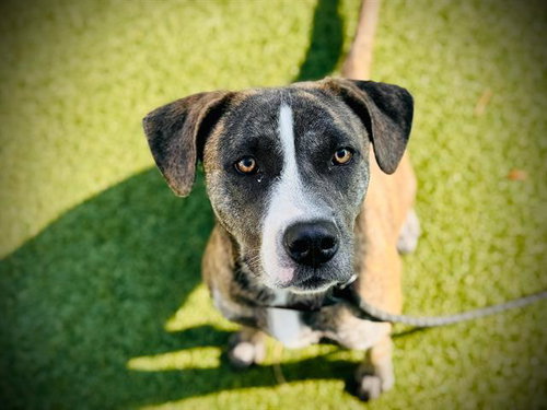 RIPLEY, an adoptable Pit Bull Terrier in Orlando, FL