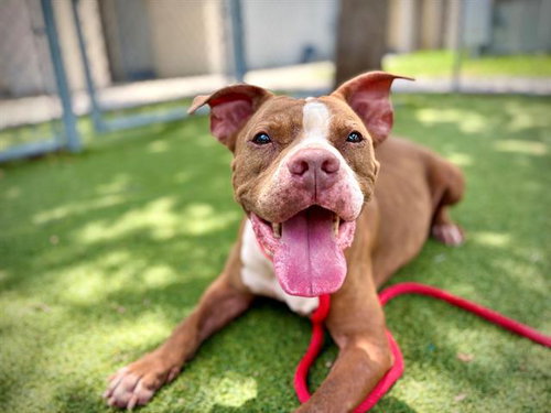 MARY JANE, an adoptable Pit Bull Terrier in Orlando, FL