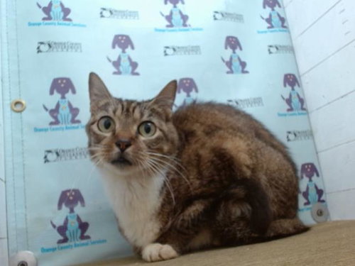 BABY RUTH, Senior Domestic Short Hair (short coat), cat for adoption in St. Cloud, Florida