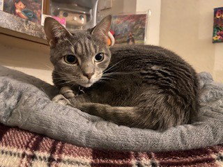 *SAMMIE, Adult Domestic Short Hair (short coat), cat for adoption in Altamonte Springs, Florida