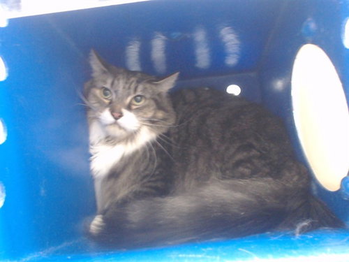 SUSHI, Adult Domestic Medium Hair (medium coat), cat for adoption in St. Cloud, Florida