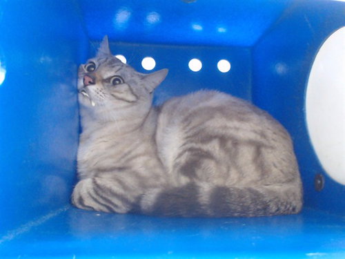 LOKI, Adult Domestic Short Hair / Mixed (short coat), cat for adoption in St. Cloud, Florida