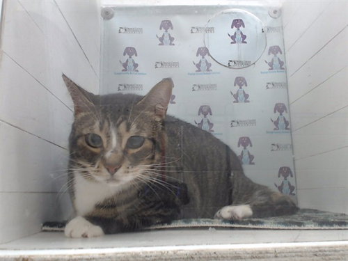 BUTTERCUP, Adult Domestic Short Hair (short coat), cat for adoption in St. Cloud, Florida