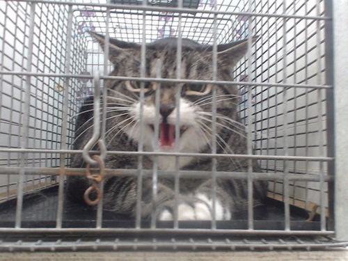 ZOE, Senior Domestic Long Hair (short coat), cat for adoption in St. Cloud, Florida