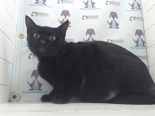 BOOSIE, Young Domestic Short Hair (short coat), cat for adoption in St. Cloud, Florida