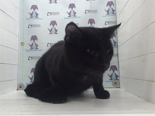 MIMI, Young Domestic Short Hair (short coat), cat for adoption in St. Cloud, Florida