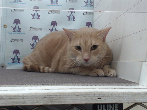 OBI WAN, Adult Domestic Short Hair (short coat), cat for adoption in St. Cloud, Florida