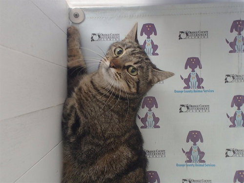 *MARLEY, Adult Domestic Short Hair (long coat), cat for adoption in St. Cloud, Florida
