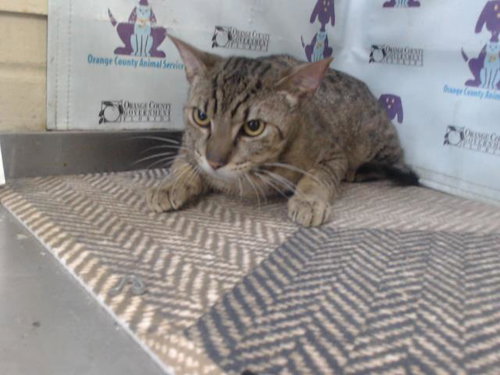 A594361, Young Domestic Short Hair (short coat), cat for adoption in St. Cloud, Florida
