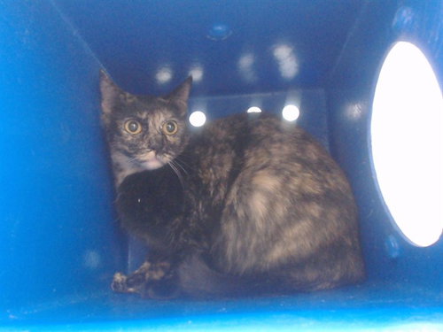 PEPPER, Adult Domestic Short Hair (short coat), cat for adoption in St. Cloud, Florida