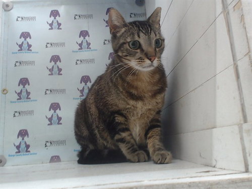 SMOKEY, Adult Domestic Short Hair (short coat), cat for adoption in St. Cloud, Florida