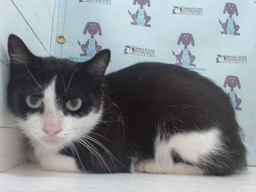 HOLLANDER, Young Domestic Short Hair (short coat), cat for adoption in Altamonte Springs, Florida