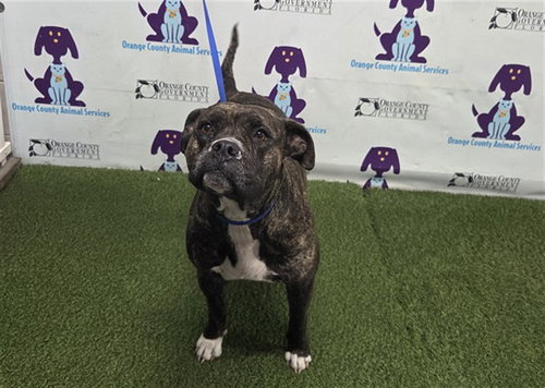 *MISS RUBY, an adoptable Pit Bull Terrier in Orlando, FL