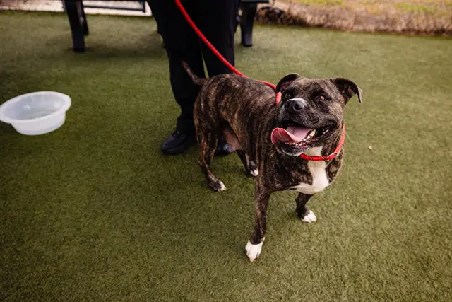 Miss Ruby - Pit Bull Terrier
