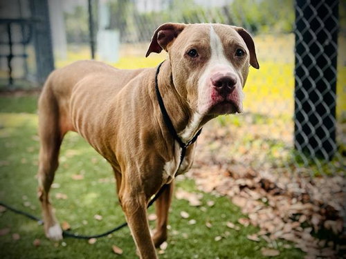 GIA, an adoptable Pit Bull Terrier in Orlando, FL