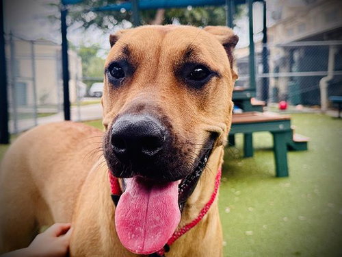 BROWNIE, an adoptable Black Mouth Cur in Orlando, FL