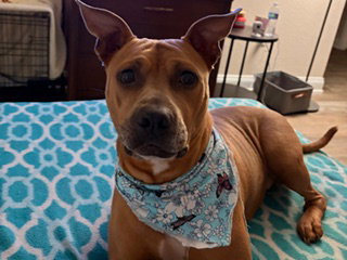 BAILEY PEARL, an adoptable Pit Bull Terrier in Orlando, FL