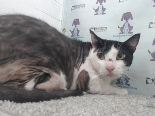 ALADDIN, Adult Domestic Short Hair (short coat), cat for adoption in Altamonte Springs, Florida