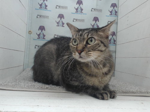 LILO, Adult Domestic Short Hair (short coat), cat for adoption in Altamonte Springs, Florida