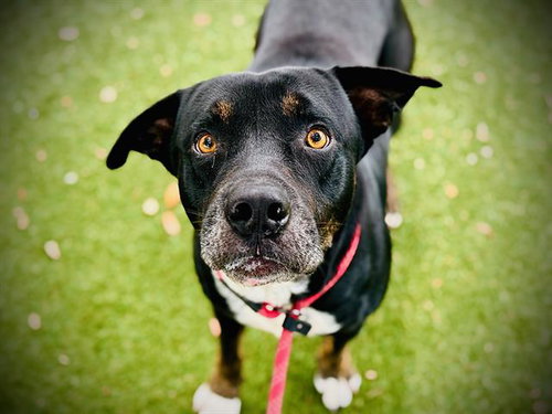 NEGRIL, an adoptable Pit Bull Terrier in Orlando, FL