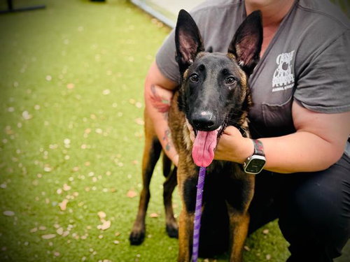 *MAGNUS, an adoptable Belgian Shepherd Malinois in Orlando, FL