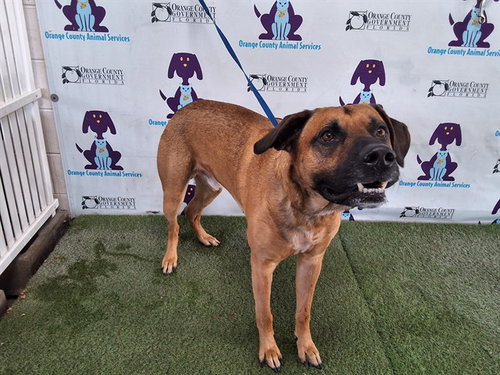 WOODY, an adoptable German Shepherd Dog in Orlando, FL